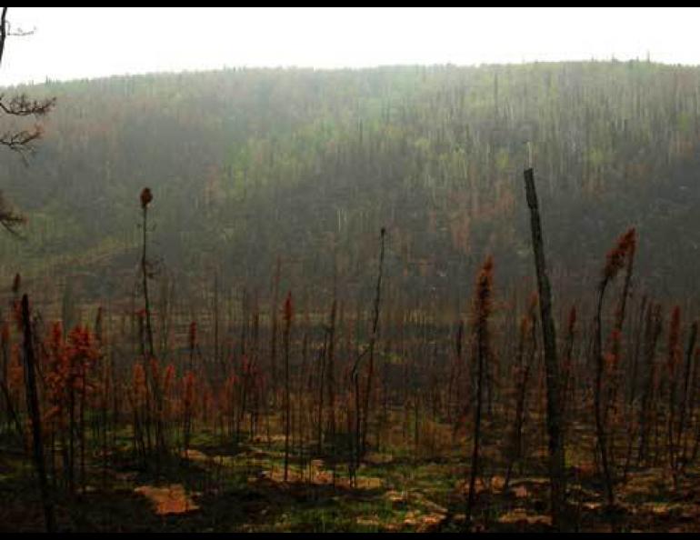  Smoke from Alaska’s record wildfires in 2004 affected the air quality in Houston. Pictured is Cripple Creek drainage in northern Alaska. Ned Rozell photo. 