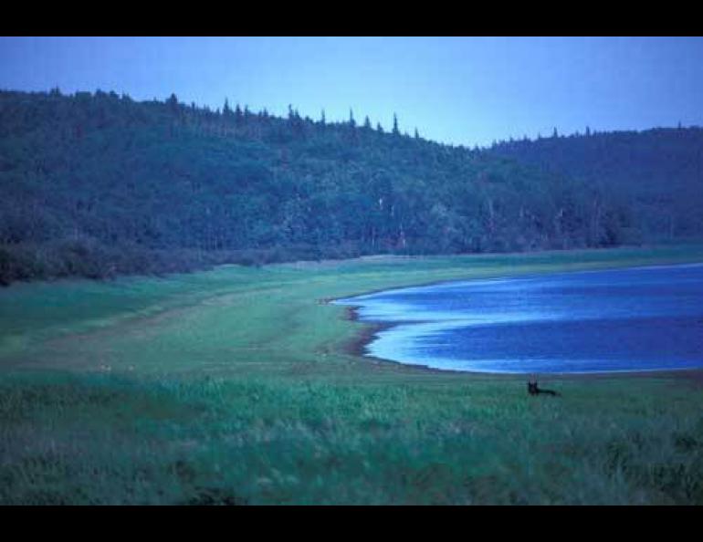  Photo courtesy the U.S. Fish &amp; Wildlife Service. A black bear strolls through tall grasses near the Innoko River in Western Alaska. 