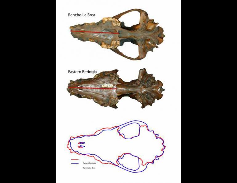  Pleistocene wolf skulls from Rancho La Brea (in present day L.A.), California (above) and Fairbanks (middle). Though the skulls are the same length, their shape is different—the wolf skull from Alaska is wider, suggesting those wolves had greater biting power. Photo courtesy Blaire Van Valkenburgh, University of California, Los Angeles. 