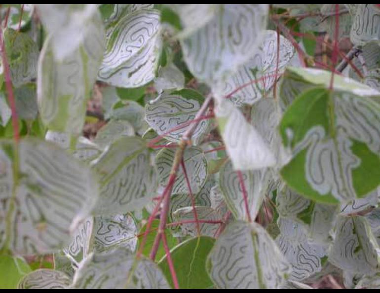  Aspen leaves hit by the aspen leaf miner caterpillar, which turns into a tiny white moth. Photo by Ned Rozell. 