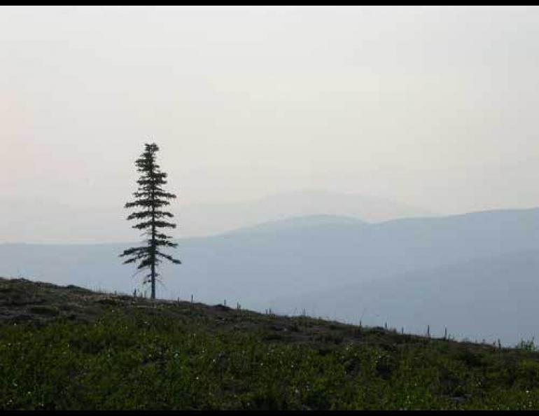  Tree line is on the move in many areas of Alaska. Photo by Ned Rozell. 