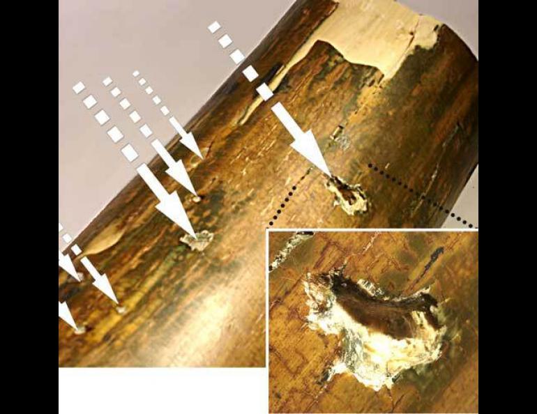  Embedded iron particles surrounded by carbonized rings in the outer layer of a mammoth tusk from Alaska. Inset photo shows how an object ripped through the tusk. Image courtesy Richard Firestone. 