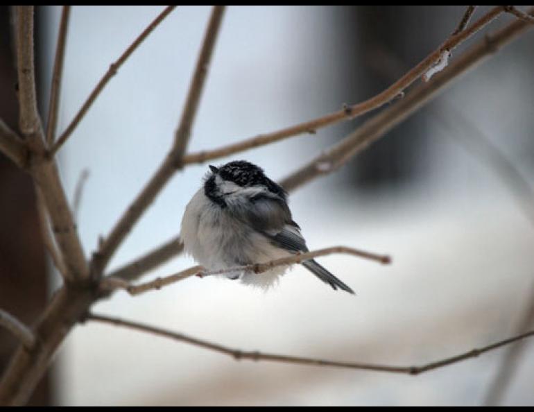  This chickadee needs the equivalent of about three peanuts to survive a cold winter’s night in Alaska. Photo by Jim DeWitt. 