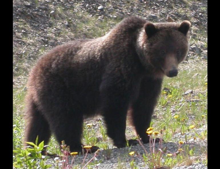  Despite putting almost no load on its bones for more than half the year, this grizzly bear doesn’t have osteoporosis. Photo by Ned Rozell. 