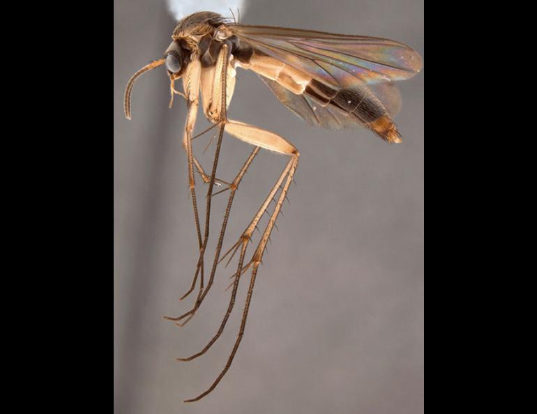  The fungus gnat Exechia nugatoria. Photo by Peter H. Kerr, California Department of Food and Agriculture. 