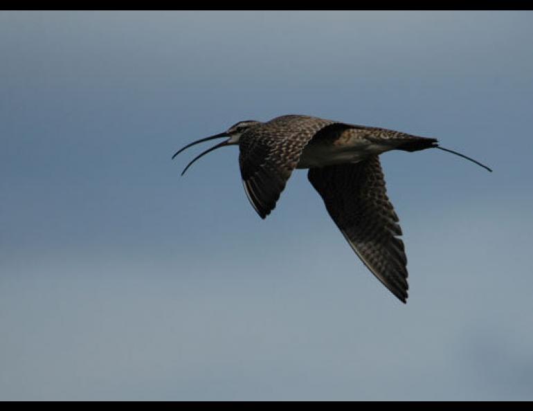  Extending from the tail of the whimbrel is an antenna for a surgically implanted satellite transmitter. Photo by Dan Ruthrauff. 