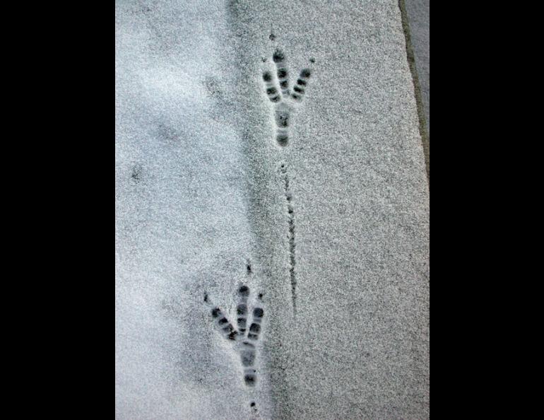  A raven left its mark on one of Fairbanks’ first snowy days a few years ago. Photo by Ned Rozell. 