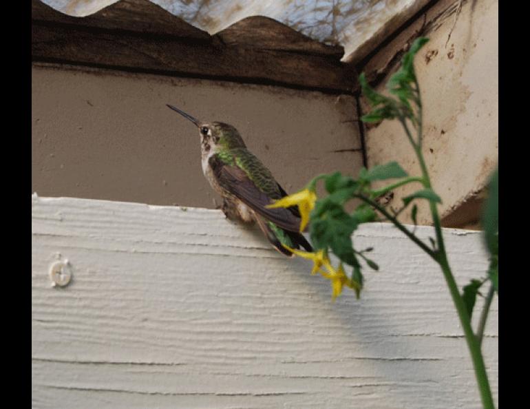  An Anna’s hummingbird that visited a Bethel greenhouse in August. Photo courtesy of Bev Hoffman. 