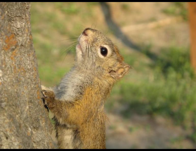 A red squirrel pauses on a tree on the University of Alaska Fairbanks campus. Photo by Ned Rozell. 