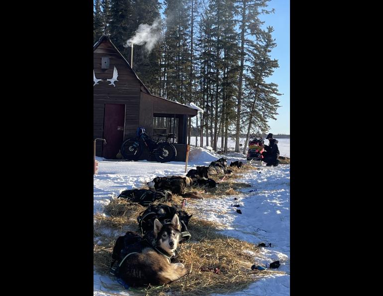 Iditarod musher Anna Berrington tends to her dogs outside a structure on the grounds of Tolovana Roadhouse, 30 miles from Manley Hot Springs. Photo by Ned Rozell.