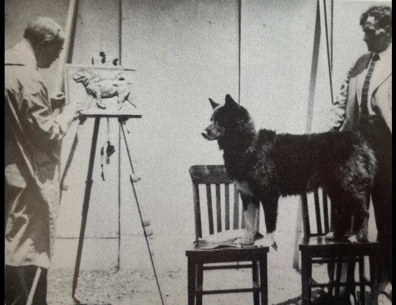 Balto poses for a sculptor while in New York in July 1925. The resulting statue of Balto still stands in Central Park. Cleveland Public Library photo.