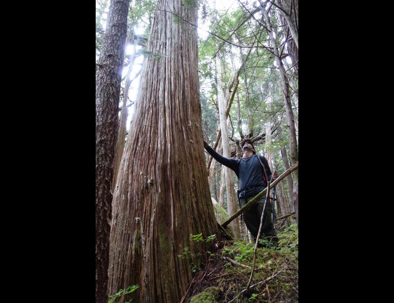 Ben Gaglioti admires a large, dead Alaska yellow cedar tree near La Perouse Glacier in Southeast Alaska. Photo by Ned Rozell.