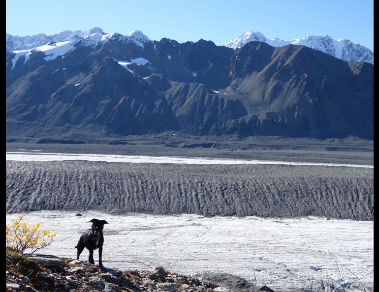 Canwell Glacier in the Alaska Range is one of many Alaska glaciers covered in large part by rocks, which can insulate the ice from warm air. Photo by Ned Rozell.