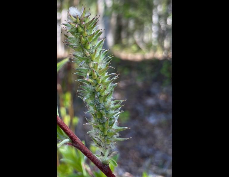 A catkin stands from the stem of a feltleaf willow, preparing to someday this summer or fall release airborne willow seeds in tiny capsules carried by fluff. Photo by Ned Rozell.