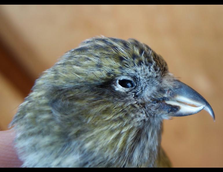 The beak of a female white-winged crossbill. This one died when it flew into a window. Photos by Ned Rozell.