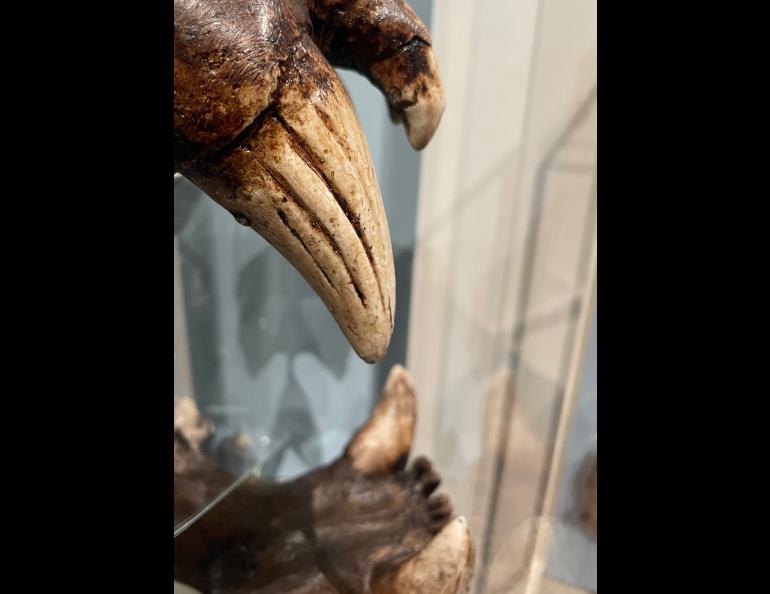 An upper incisor (fang) of an American lion skull on display in the University of Alaska Museum of the North. Photo by Ned Rozell.