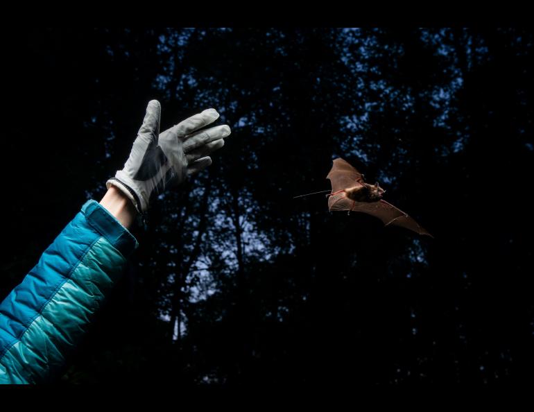 On Joint Base Elmendorf-Richardson in 2018, biologist Jesika Reimer releases a little brown bat with a radio transmitter on its back. Photo by James Evans, University of Alaska Anchorage.