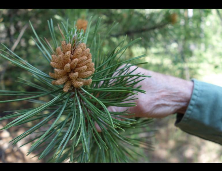 Visit to an exotic tree plantation in Alaska