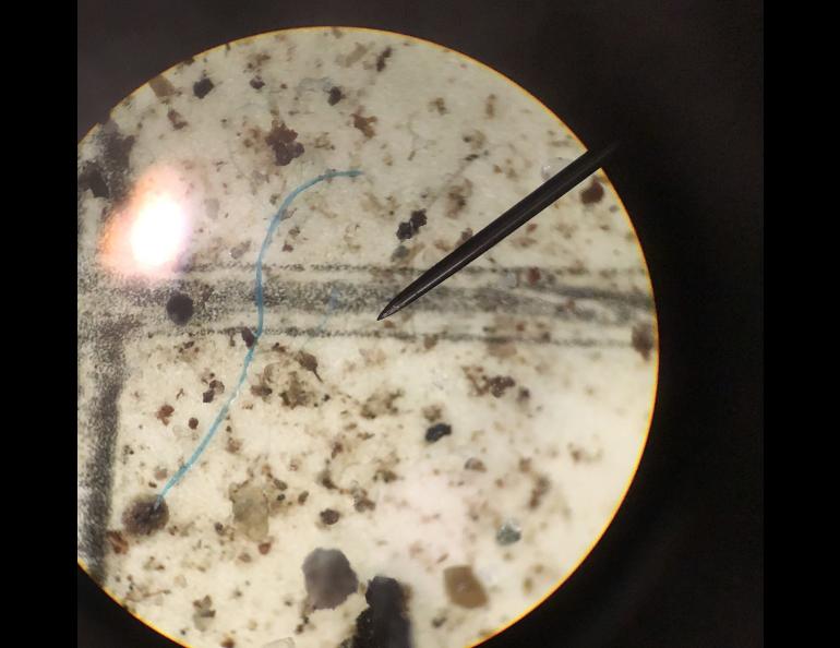 A tiny blue plastic fiber that fell within a raindrop in the Thane area of Juneau, Alaska. The view is of filter paper that captured the plastic fiber, as viewed through a microscope. Photo courtesy Sonia Nagorski, a professor at the University of Alaska Southeast in Juneau.