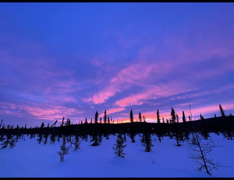 Sunset falls over an Interior Alaska landscape into which hundreds of ravens flew recently. Photo by Ned Rozell.