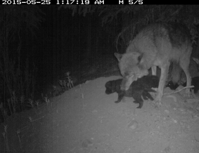 Riley the wolf and several of her many pups in spring, 2015. National Park Service trailcam photo.