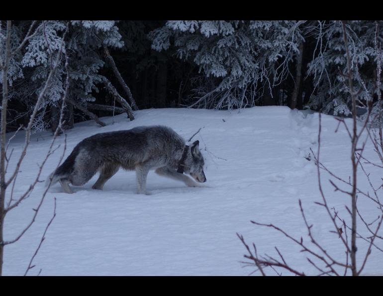 A 9-year-old female wolf with a satellite collar limps alongside the highway near Denali National Park in February, 2019. Photo by Ned Rozell.