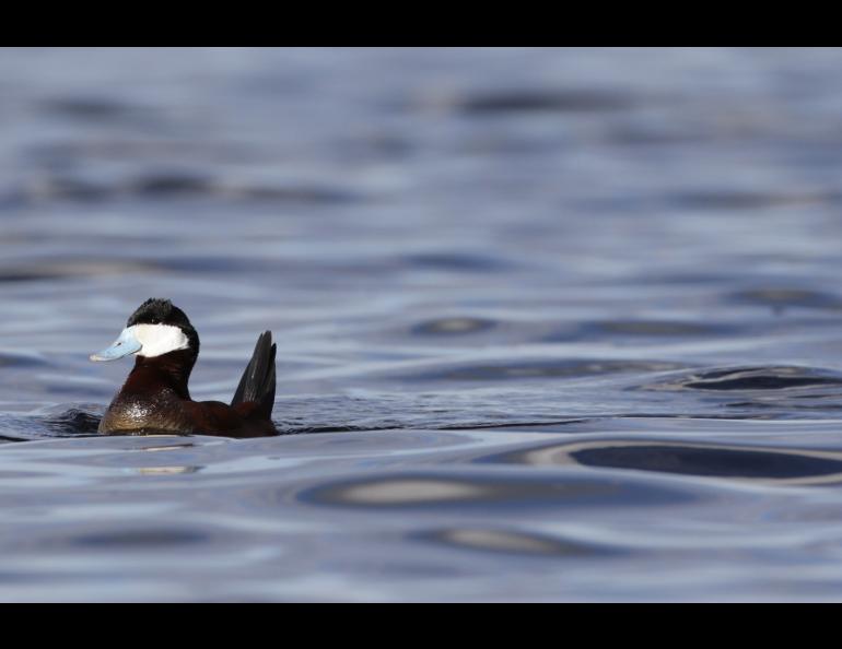 A male ruddy duck in Yukon Flats National Wildlife Refuge. Photo by Adam Grimm, USFWS.