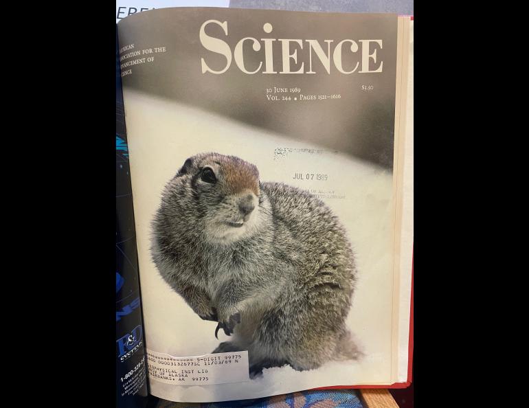 An Arctic ground squirrel that appeared on the cover of the journal Science on June 30, 1989. Brian Barnes wrote about how ground squirrels he studied dropped their body temperatures to as low as -2.9 degrees C without freezing. Cover photo by Steve Moffitt.