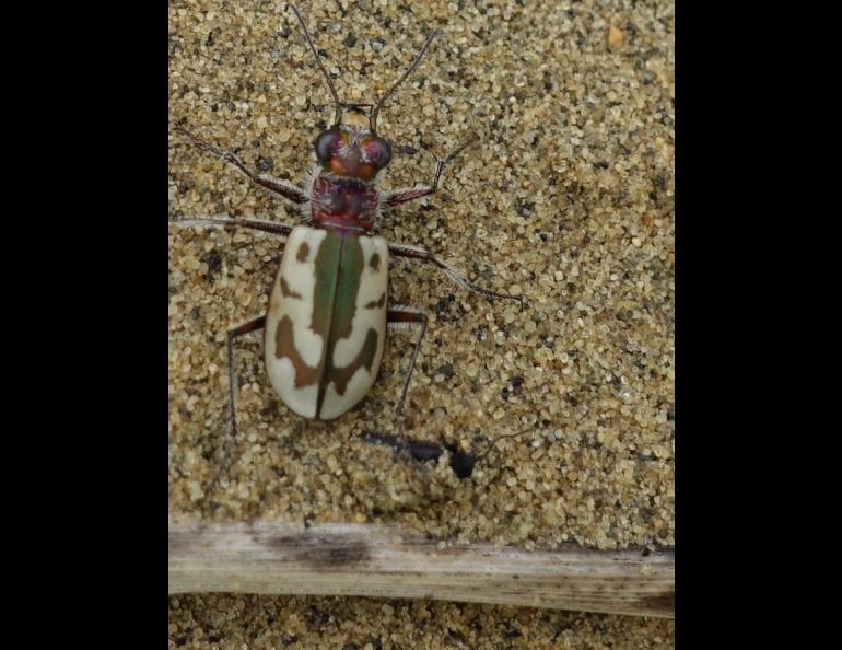 A tiger beetle roams the sands of Nogahabara Dunes 35 miles west of Huslia. Photo by Ned Rozell.