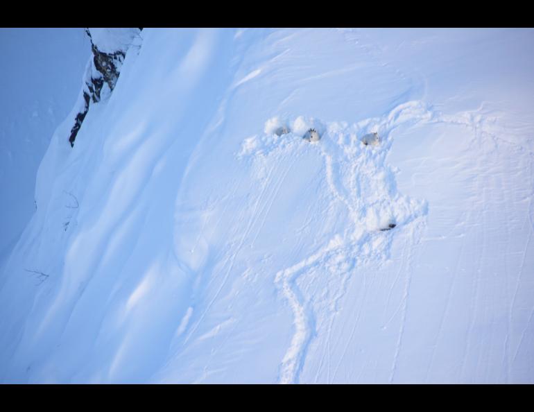 Mountain goats rest on snow beds above Klukwan, Alaska, following a winter storm that deposited more than 6 feet of snow in December, 2020. Photo by Kevin White.