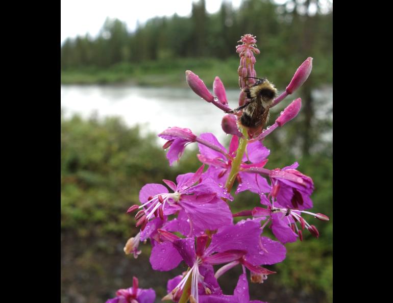 Insects like this bee clinging to a fireweed blossom seem to be in ample supply in Alaska’s boreal forest. Photo by Ned Rozell.