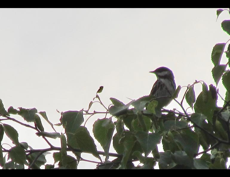 Bird Geophysical