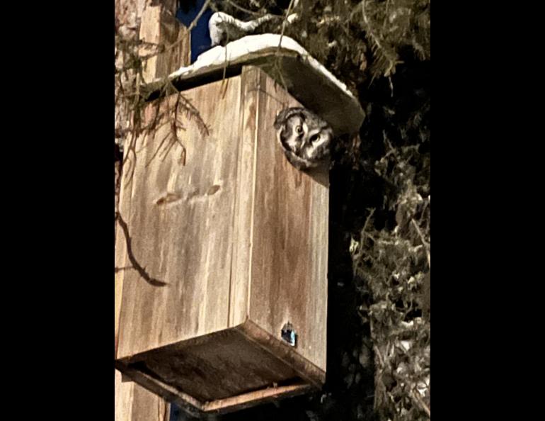 A boreal owl peers out from a nest box north of the University of Alaska Fairbanks in March 2024. Photo by Kristen Rozell.
