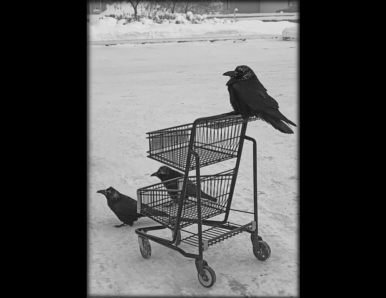 Ravens survey the scene outside a Fairbanks grocery store as the temperature dipped to minus 40 F recently. Photo by Jamie Smith.