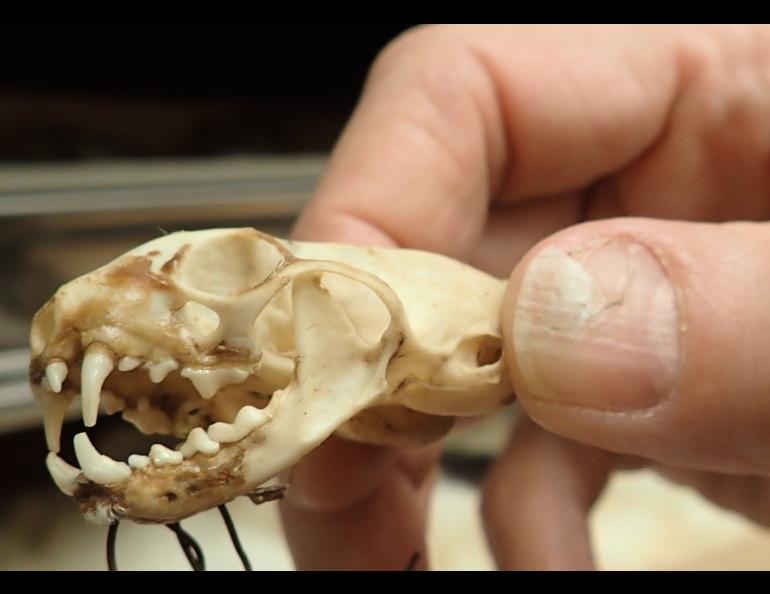 Link Olson holds the skull of a short-tailed weasel that a mountaineer donated to the University of Alaska Museum of the North. Photo by Ned Rozell.