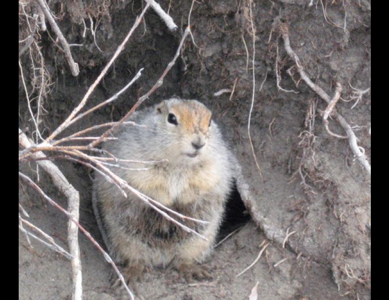  A ground squirrel. Photo courtesy of Ben Gaglioti. 