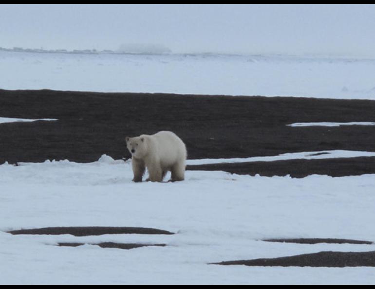 Polar bears of the past survived warmth Geophysical Institute