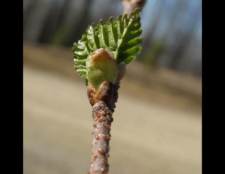  A paper birch in springtime featuring beads of bitter resin on the twig. Ned Rozell photo. 