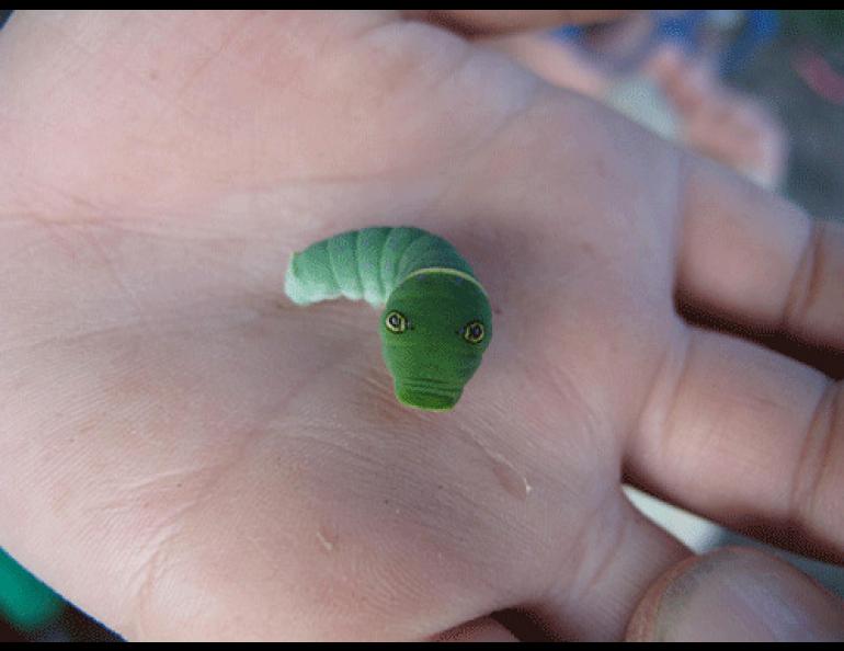 Green Caterpillar with Fake eyes, This guy was startled by …