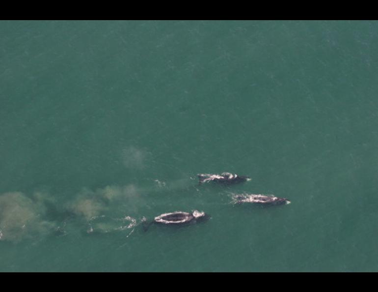 Three bowhead whales feeding north of Barrow on large concentrations of krill. NOAA photo by Craig George.