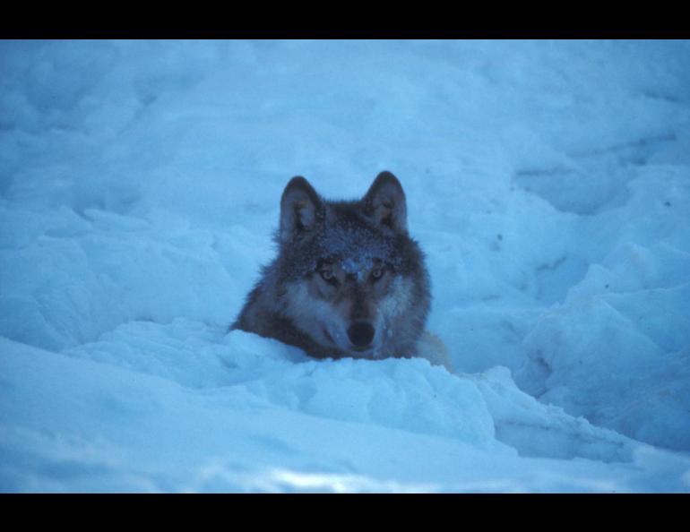 An Alaska wolf on the Kenai National Wildlife Refuge.