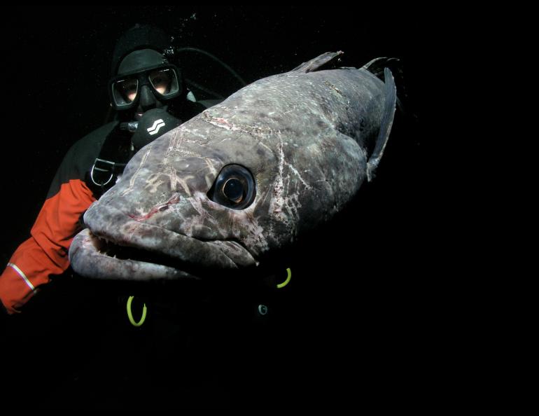 Kristin O'Brien studying an icefish in the dark cold Southern Ocean. 