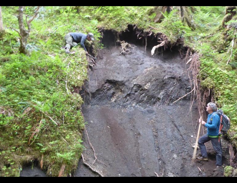 From left, Ben Gaglioti and Dan Mann check an exposed section of ground for clues to past landscapes on the outer coast of Glacier Bay National Park. Photo by Ned Rozell.