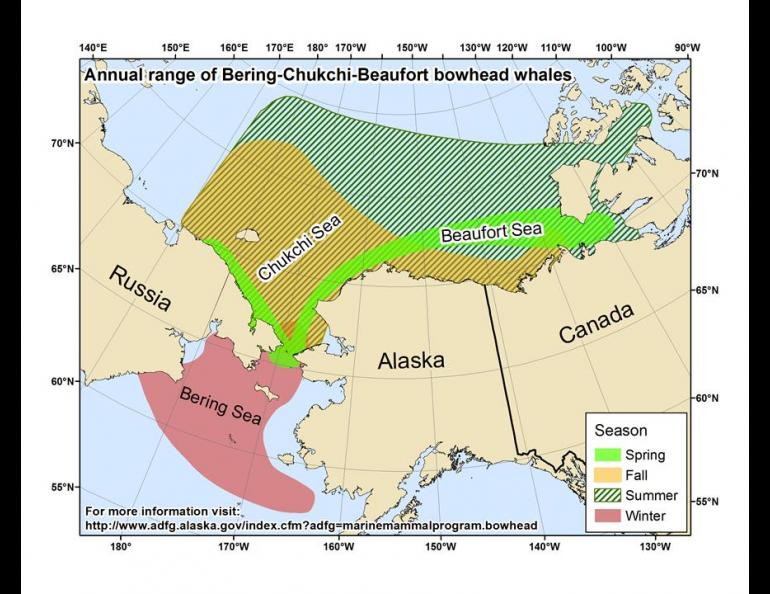 Bowhead Whales A Recent Success Story Geophysical Institute