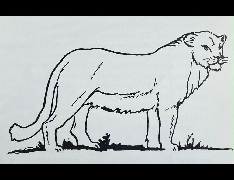 Dale Guthrie’s drawing of an ice-age lion that lived in Alaska. From Blue Babe: The Story of a Steppe Bison Mummy from Ice Age Alaska by Mary Lee Guthrie.