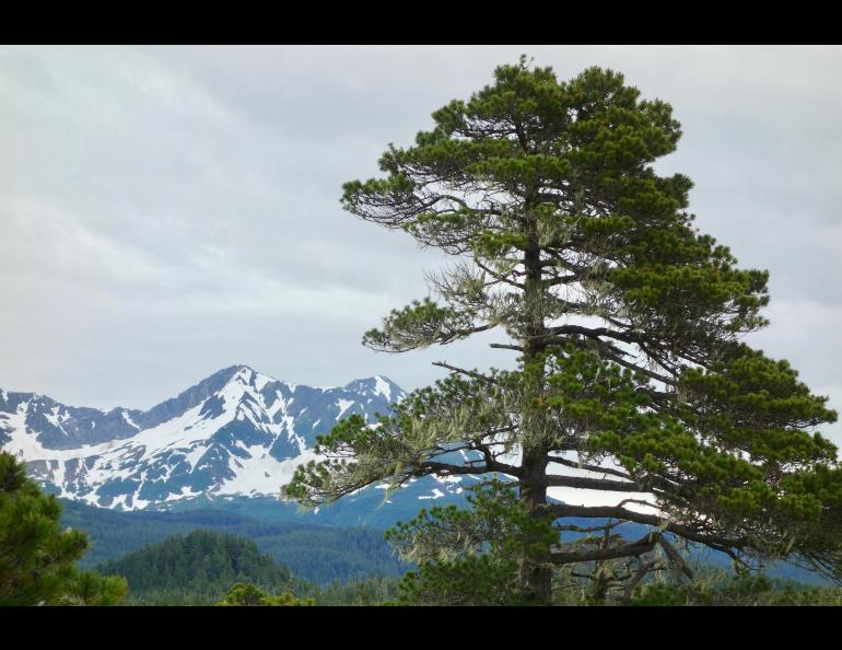 A “shore-pine” version of lodgepole pine near the town of Yakutat. Photo by Ned Rozell.