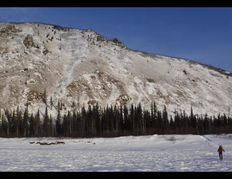 Bob Gillis skis away from Nation Bluff, near where the Nation River flows into the Yukon River. Photo by Ned Rozell.