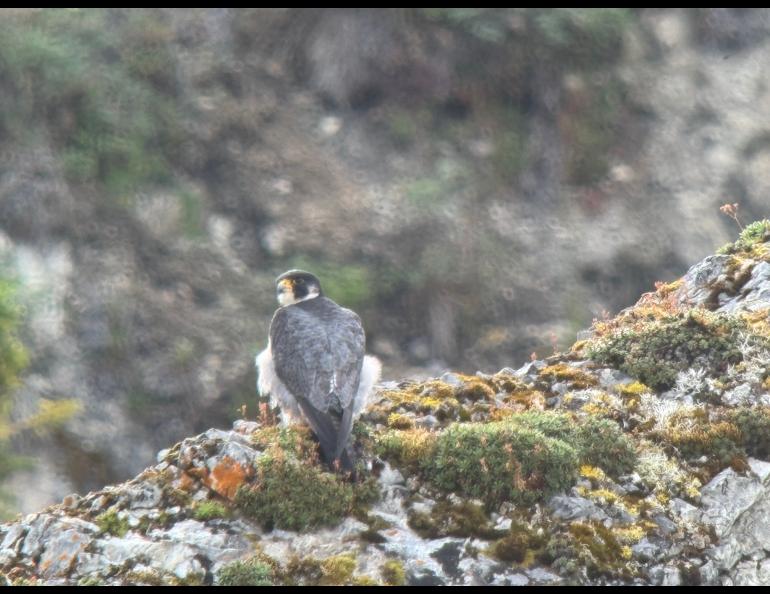 A peregrine falcon perches on a bluff above the conjunction of Takoma Creek and the Yukon River in summer 2024. Photo by Skip Ambrose.