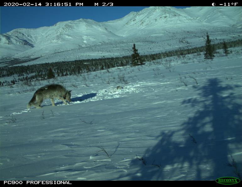 The final trailcam photo of 10-year-old Riley the wolf in Denali National Park on Feb. 14, 2020. National Park Service photo.