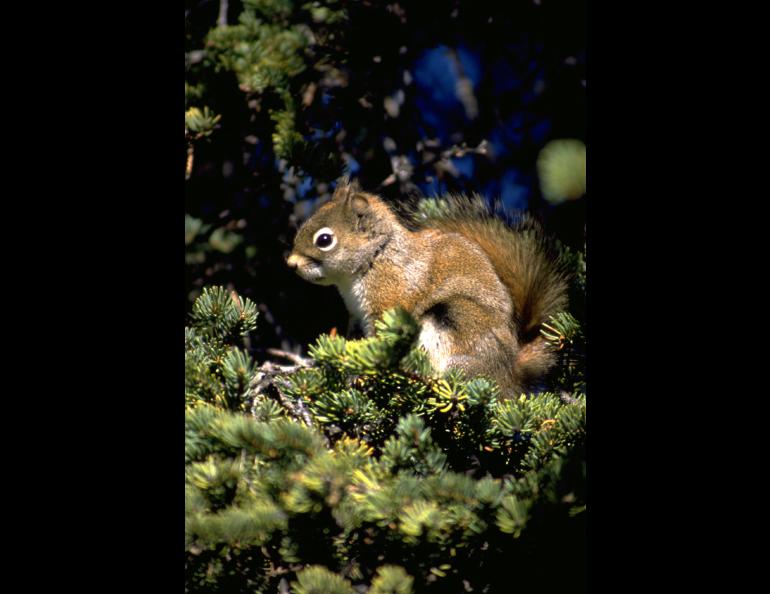 Canadian scientists have discovered intriguing behavior characteristics of the red squirrel. Photo by T. Karels.